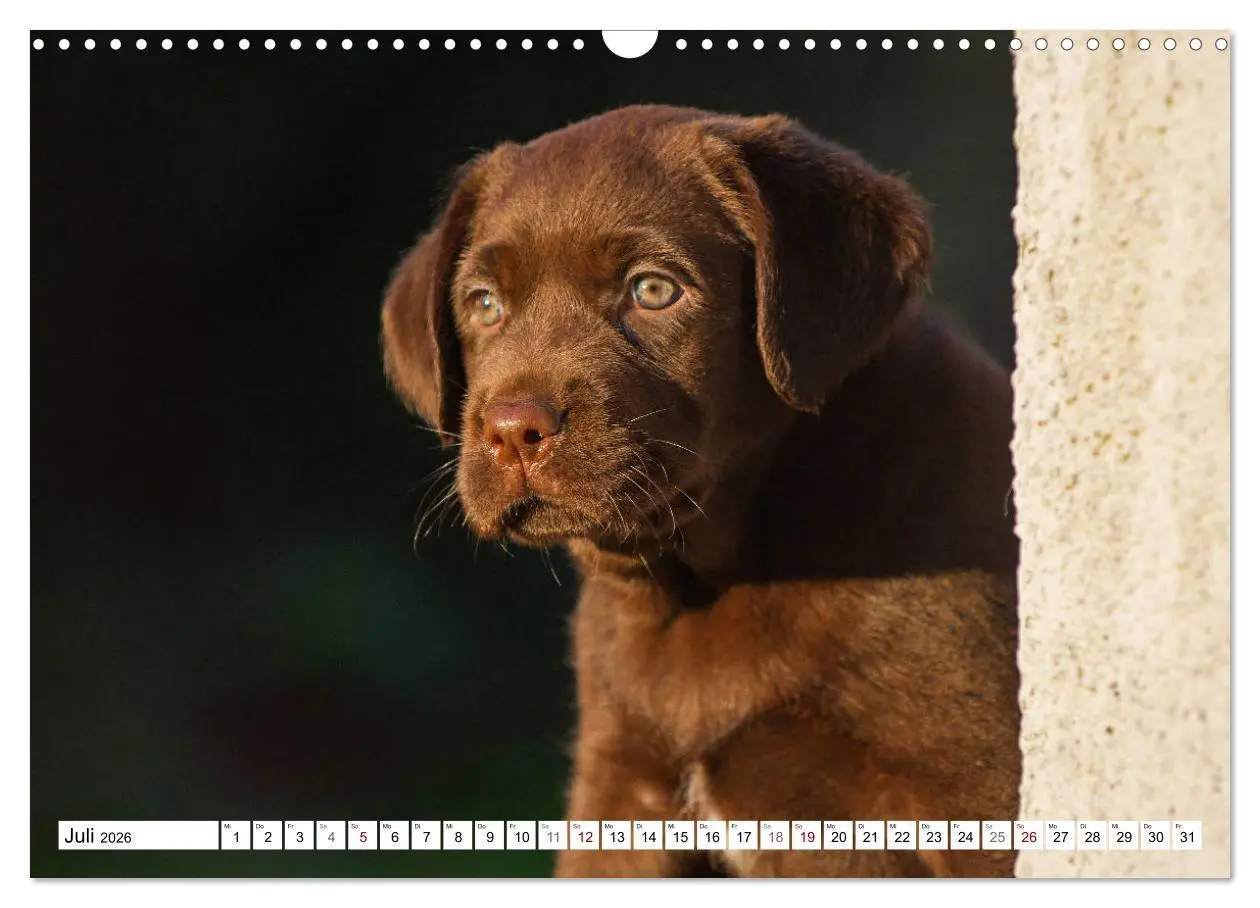 Bild: 9783457824733 | Freund auf 4 Pfoten - Labrador Retriever (Wandkalender 2026 DIN A3...