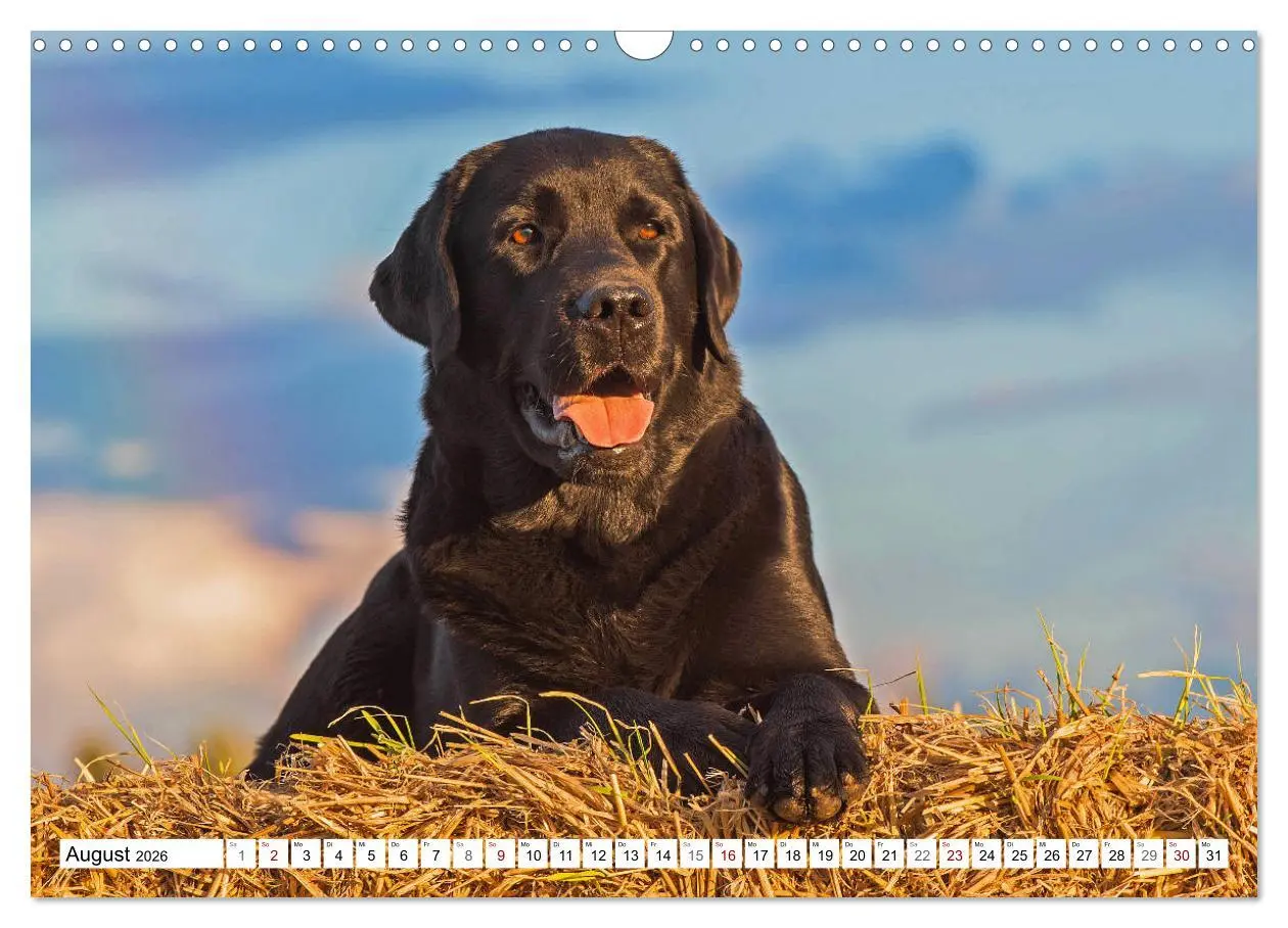 Bild: 9783457824733 | Freund auf 4 Pfoten - Labrador Retriever (Wandkalender 2026 DIN A3...