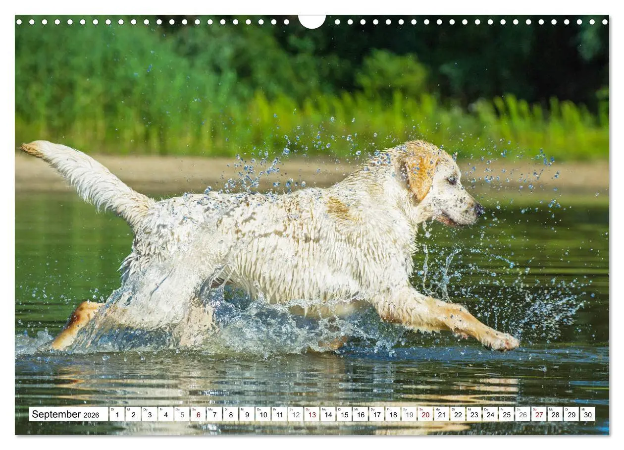 Bild: 9783457824733 | Freund auf 4 Pfoten - Labrador Retriever (Wandkalender 2026 DIN A3...
