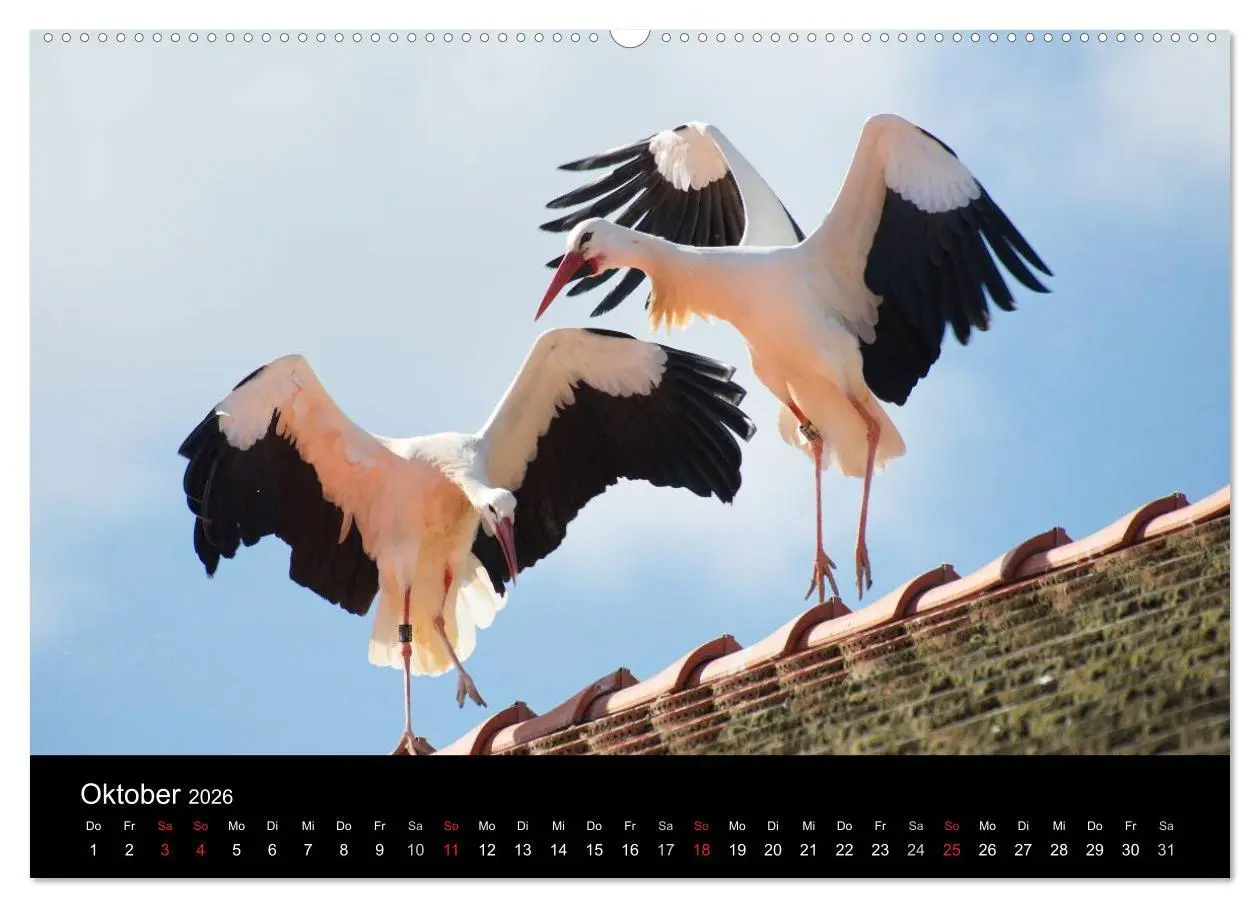 Bild: 9783457994733 | Ein Jahr bei den Störchen (Wandkalender 2026 DIN A2 quer), CALVENDO...