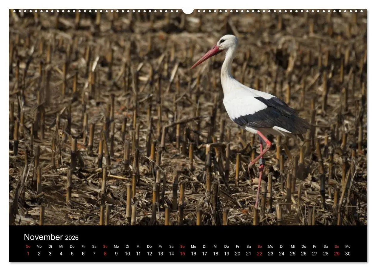 Bild: 9783457994733 | Ein Jahr bei den Störchen (Wandkalender 2026 DIN A2 quer), CALVENDO...