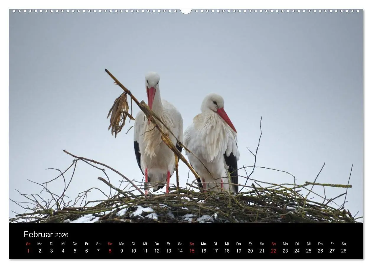 Bild: 9783457994733 | Ein Jahr bei den Störchen (Wandkalender 2026 DIN A2 quer), CALVENDO...