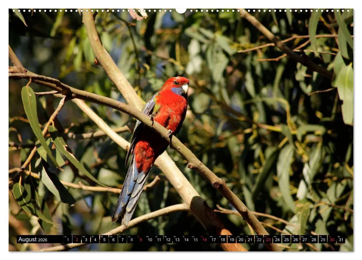 Bild: 9783516224733 | Kangaroo Island (Wandkalender 2026 DIN A2 quer), CALVENDO...
