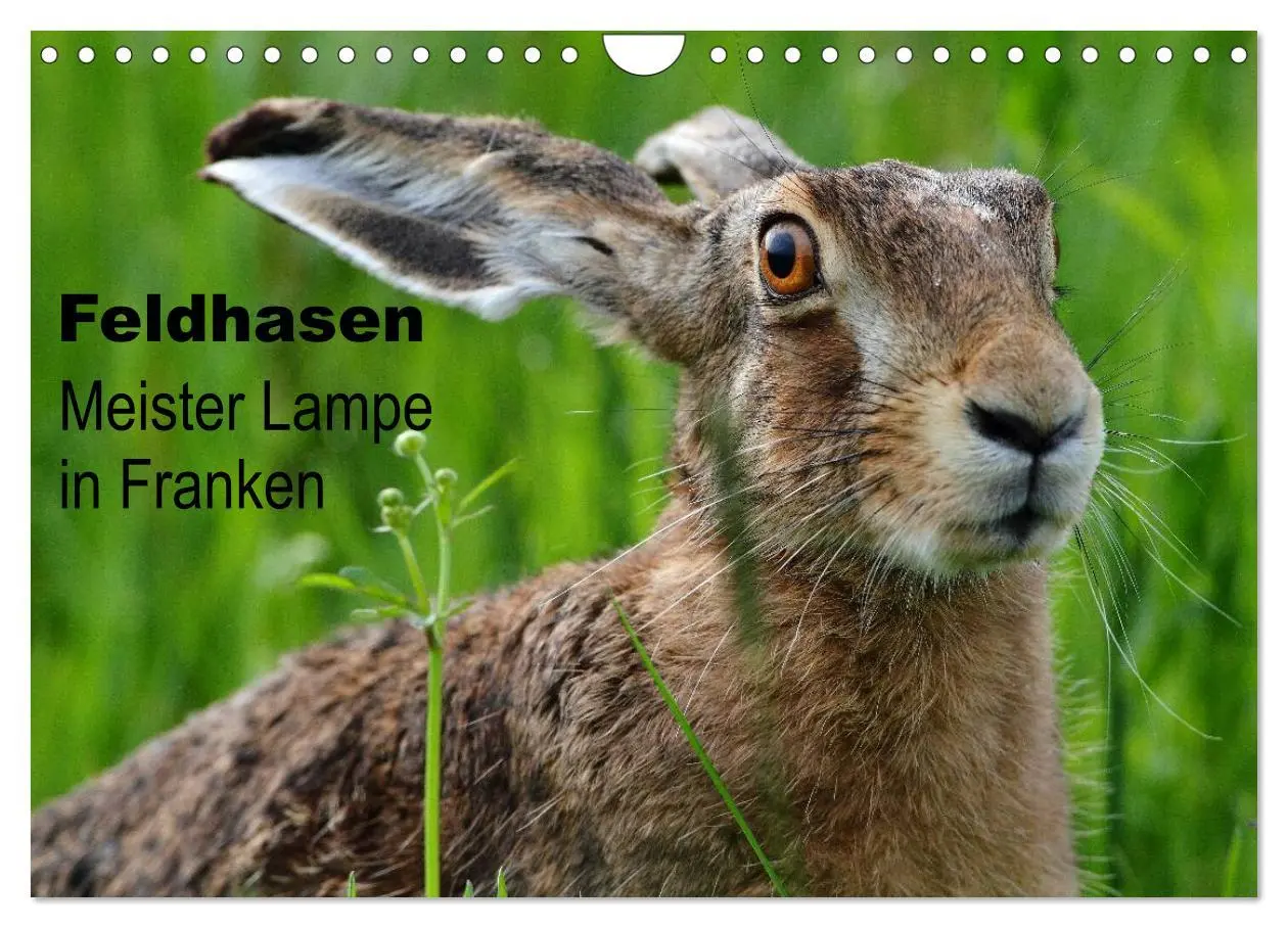 Cover: 9783435724833 | Feldhasen - Meister Lampe in Franken (Wandkalender 2025 DIN A4...