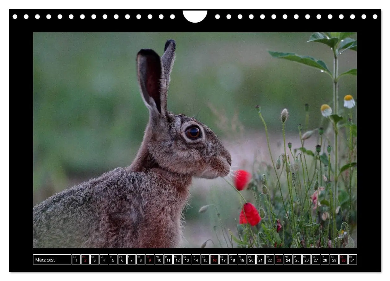 Bild: 9783435724833 | Feldhasen - Meister Lampe in Franken (Wandkalender 2025 DIN A4...