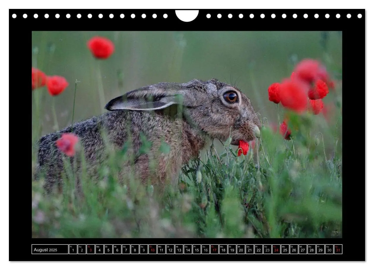 Bild: 9783435724833 | Feldhasen - Meister Lampe in Franken (Wandkalender 2025 DIN A4...