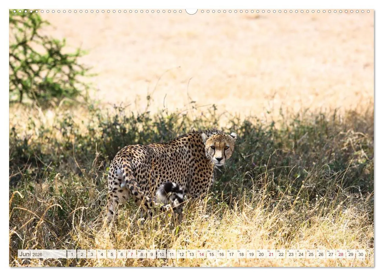Bild: 9783457974933 | Tansania - Durch die Nationalparks Ostafrikas (hochwertiger Premium...