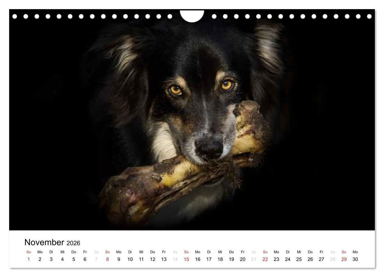 Bild: 9783516134933 | Australian Shepherd - Traum auf vier Pfoten (Wandkalender 2026 DIN...