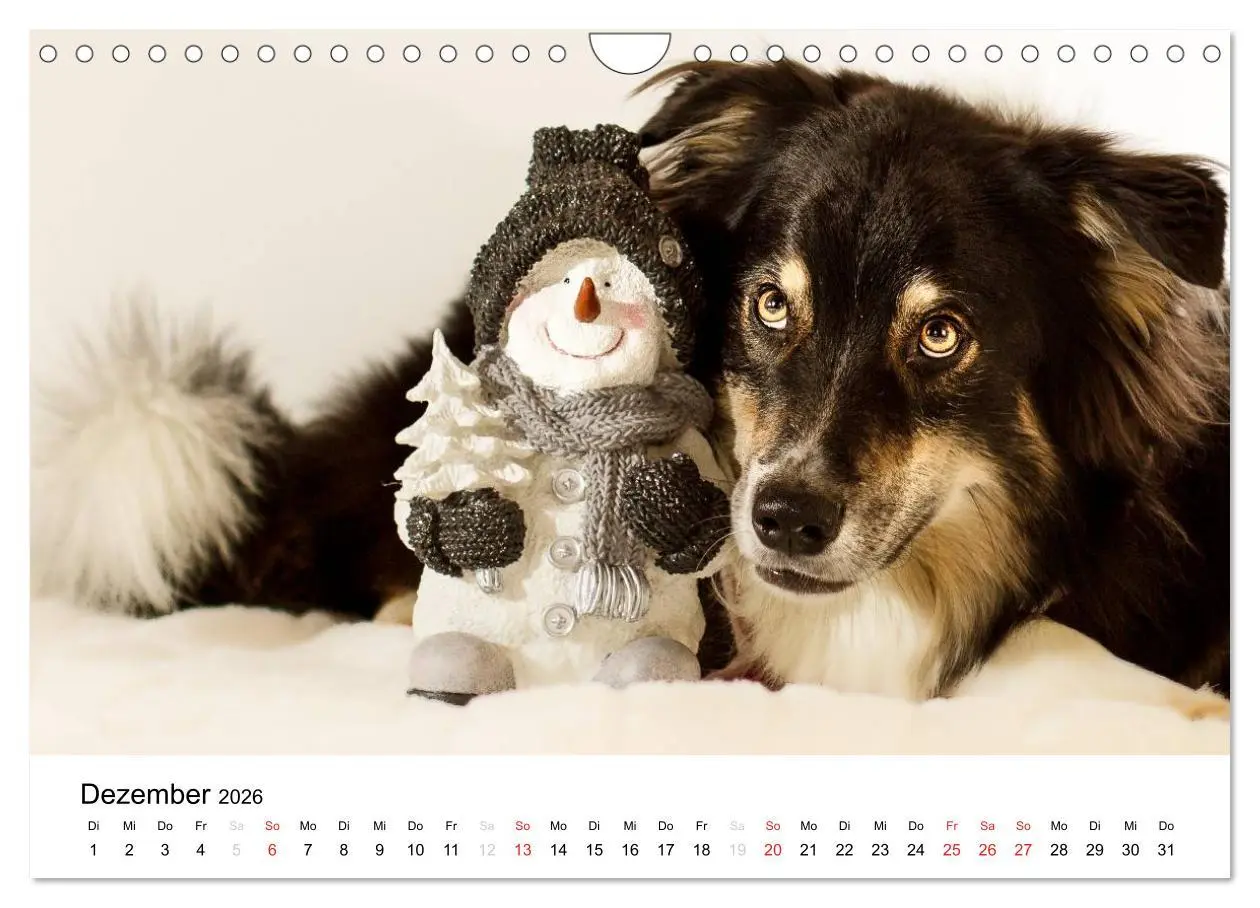 Bild: 9783516134933 | Australian Shepherd - Traum auf vier Pfoten (Wandkalender 2026 DIN...
