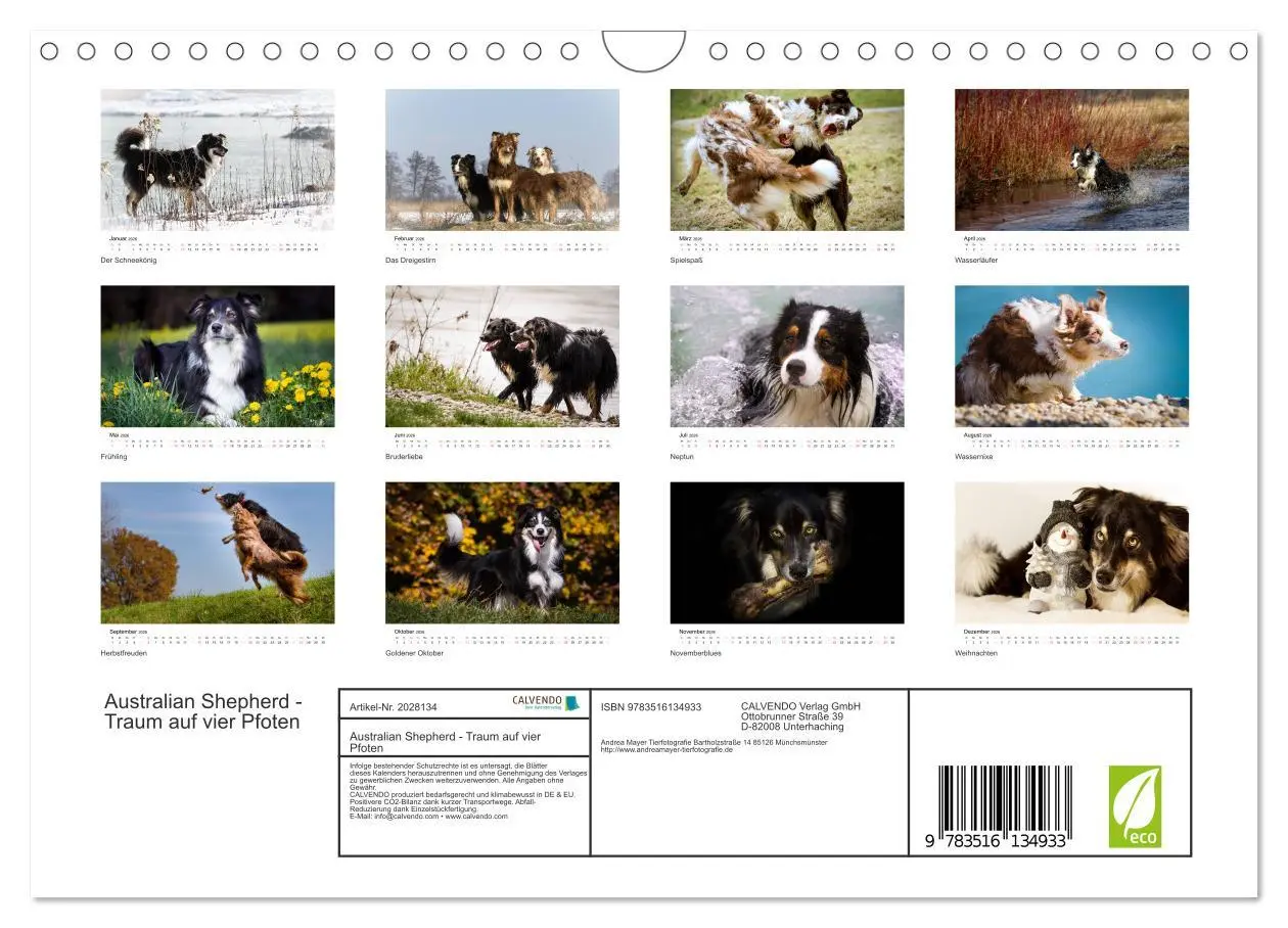 Bild: 9783516134933 | Australian Shepherd - Traum auf vier Pfoten (Wandkalender 2026 DIN...