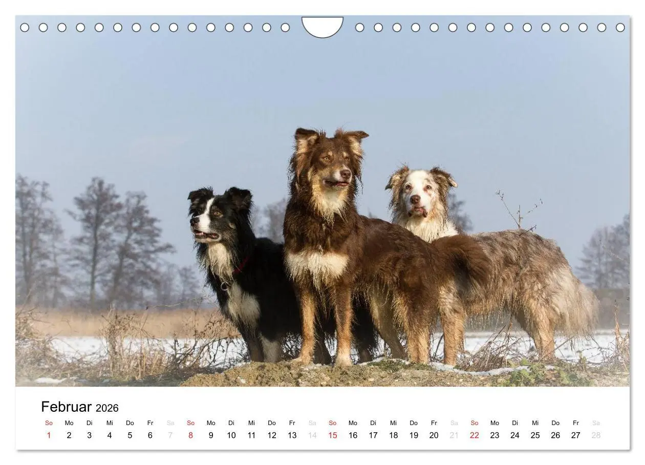 Bild: 9783516134933 | Australian Shepherd - Traum auf vier Pfoten (Wandkalender 2026 DIN...