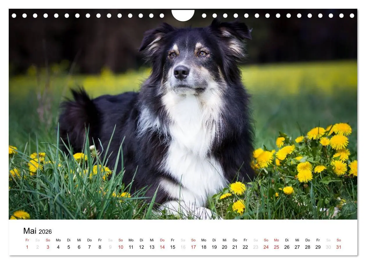 Bild: 9783516134933 | Australian Shepherd - Traum auf vier Pfoten (Wandkalender 2026 DIN...