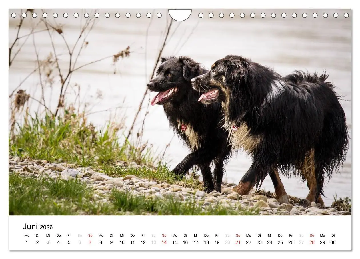 Bild: 9783516134933 | Australian Shepherd - Traum auf vier Pfoten (Wandkalender 2026 DIN...