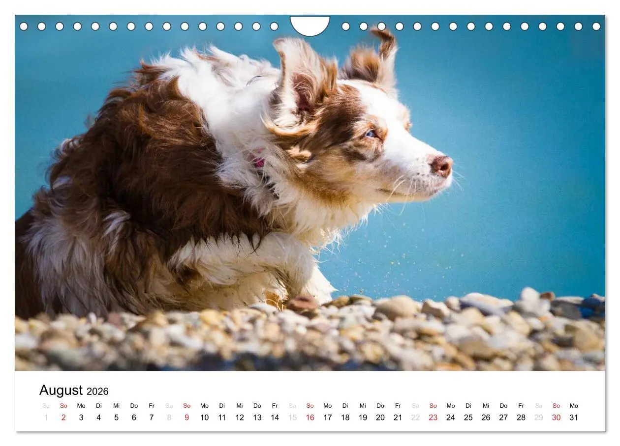 Bild: 9783516134933 | Australian Shepherd - Traum auf vier Pfoten (Wandkalender 2026 DIN...