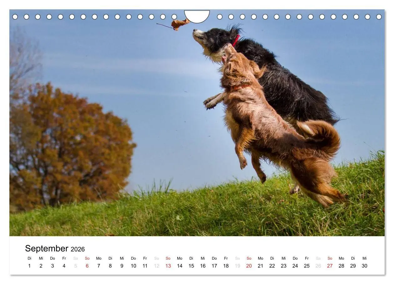 Bild: 9783516134933 | Australian Shepherd - Traum auf vier Pfoten (Wandkalender 2026 DIN...