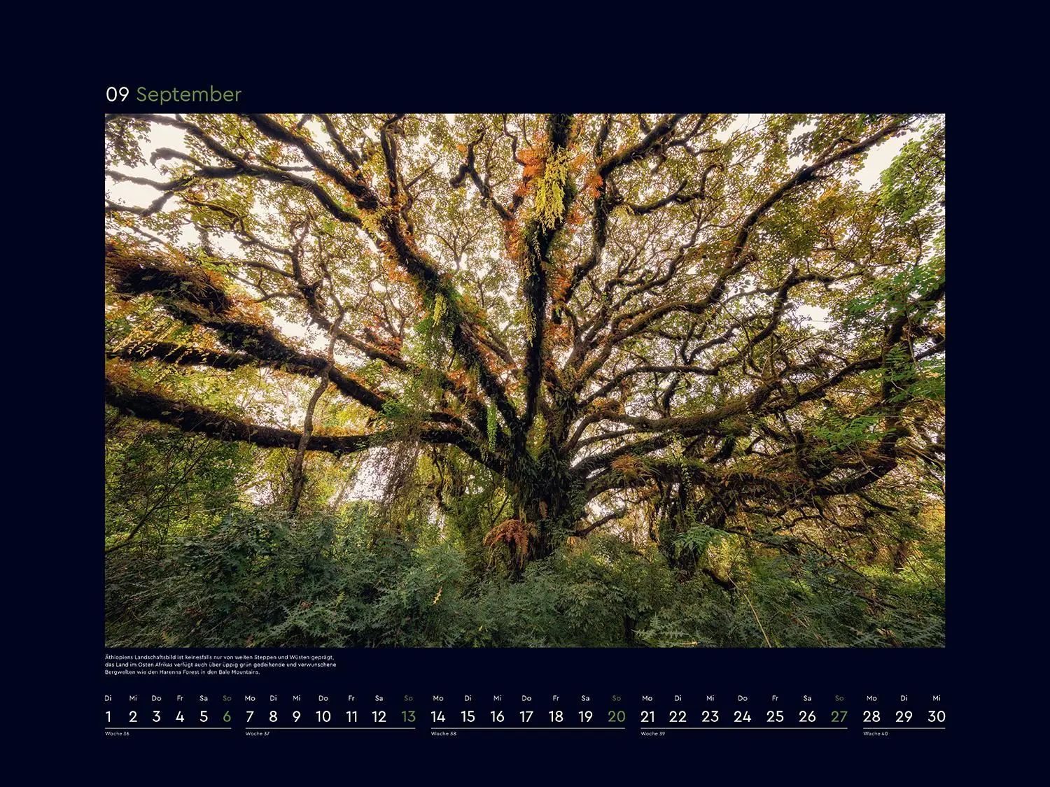 Bild: 9783965914933 | Magische Wälder der Erde - KUNTH Wandkalender 2026 | Kalender | 14 S.