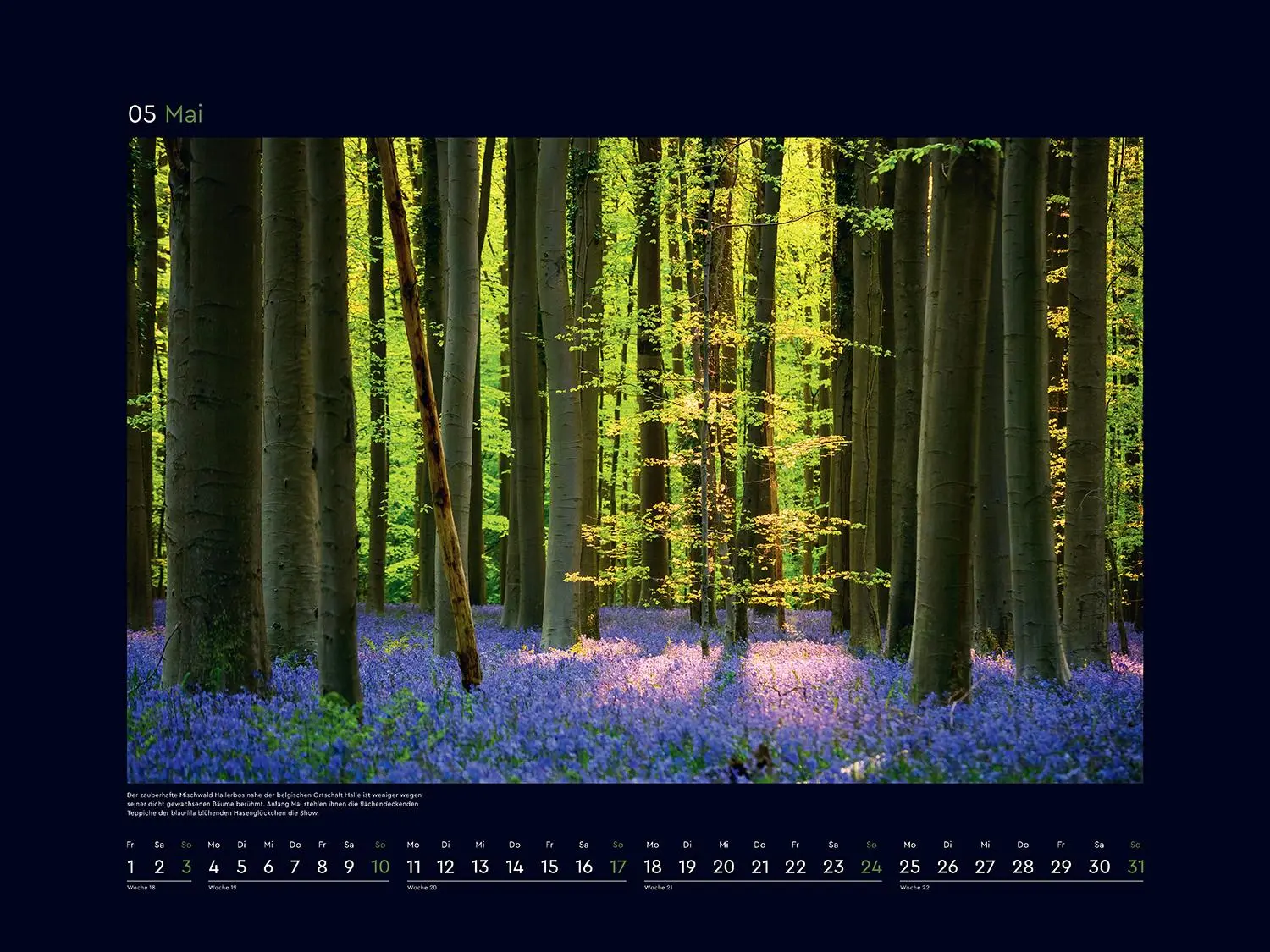 Bild: 9783965914933 | Magische Wälder der Erde - KUNTH Wandkalender 2026 | Kalender | 14 S.