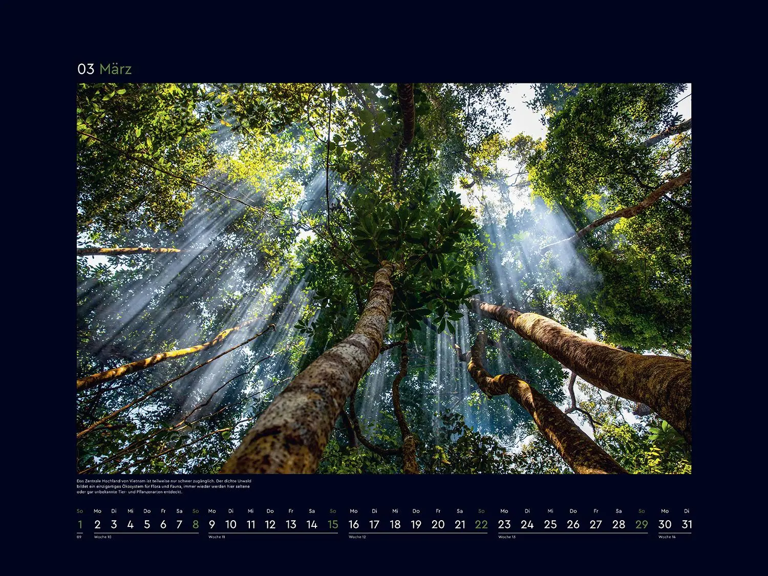 Bild: 9783965914933 | Magische Wälder der Erde - KUNTH Wandkalender 2026 | Kalender | 14 S.