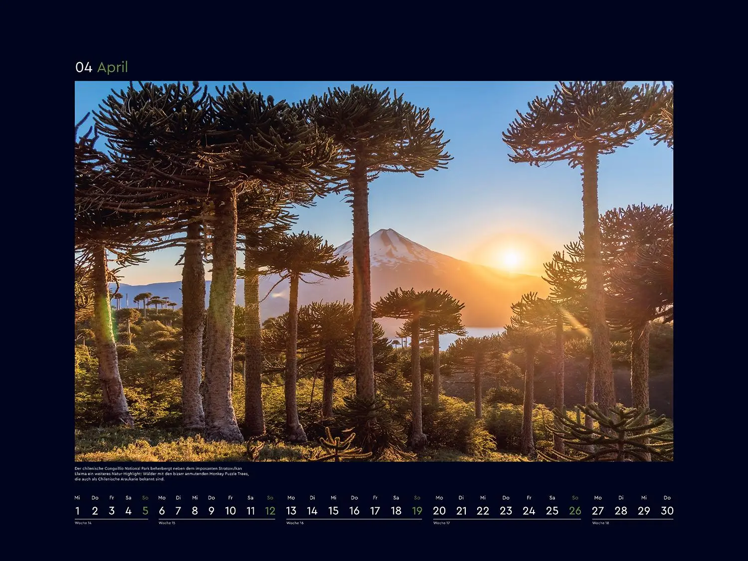 Bild: 9783965914933 | Magische Wälder der Erde - KUNTH Wandkalender 2026 | Kalender | 14 S.