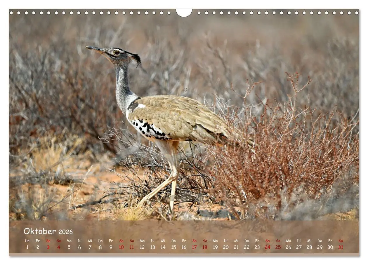 Bild: 9783457485033 | Kgalagadi - Fauna und Wildtiere in der Kalahari (Wandkalender 2026...