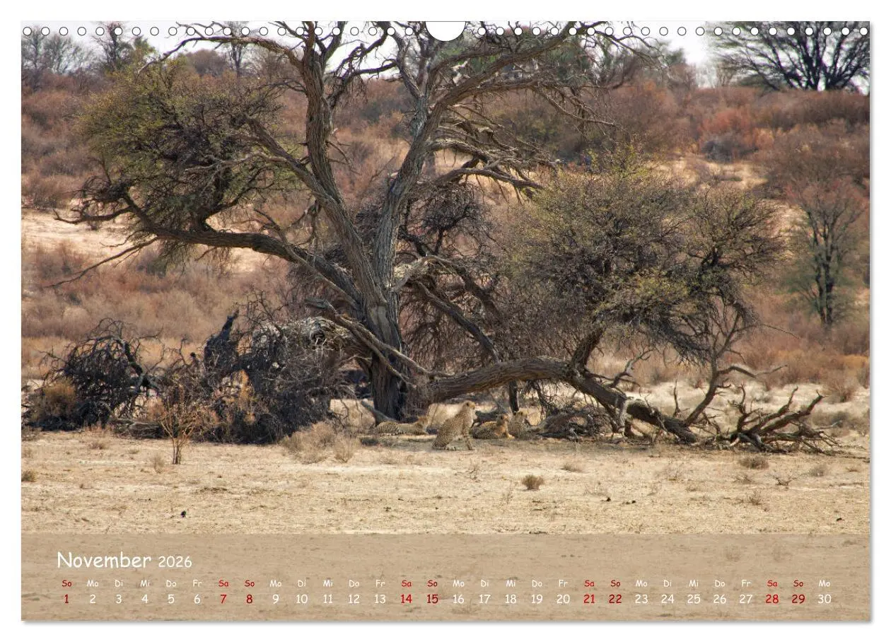 Bild: 9783457485033 | Kgalagadi - Fauna und Wildtiere in der Kalahari (Wandkalender 2026...