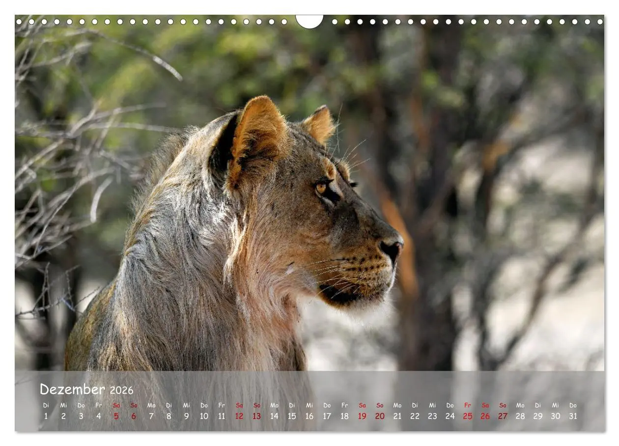 Bild: 9783457485033 | Kgalagadi - Fauna und Wildtiere in der Kalahari (Wandkalender 2026...
