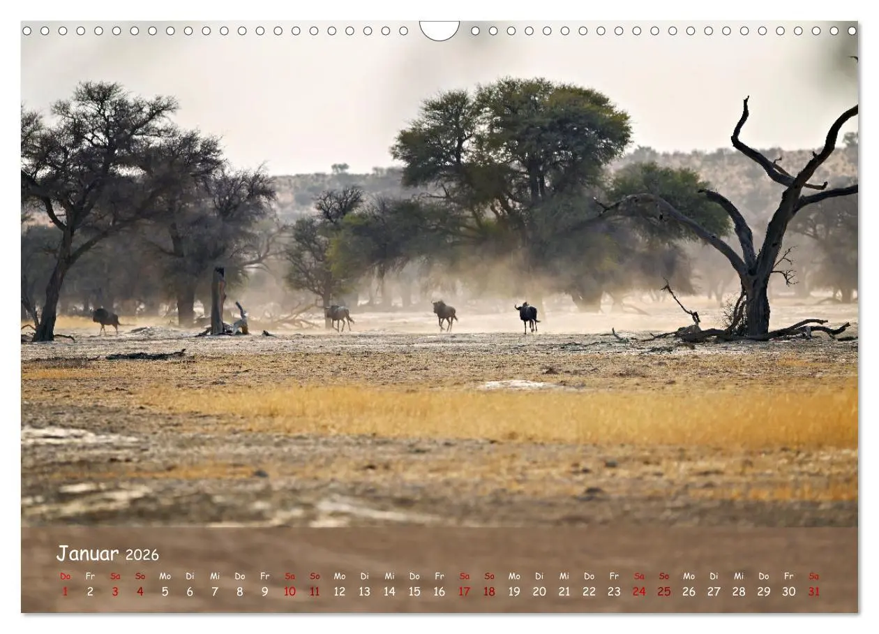 Bild: 9783457485033 | Kgalagadi - Fauna und Wildtiere in der Kalahari (Wandkalender 2026...