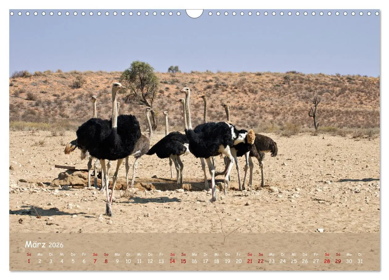 Bild: 9783457485033 | Kgalagadi - Fauna und Wildtiere in der Kalahari (Wandkalender 2026...