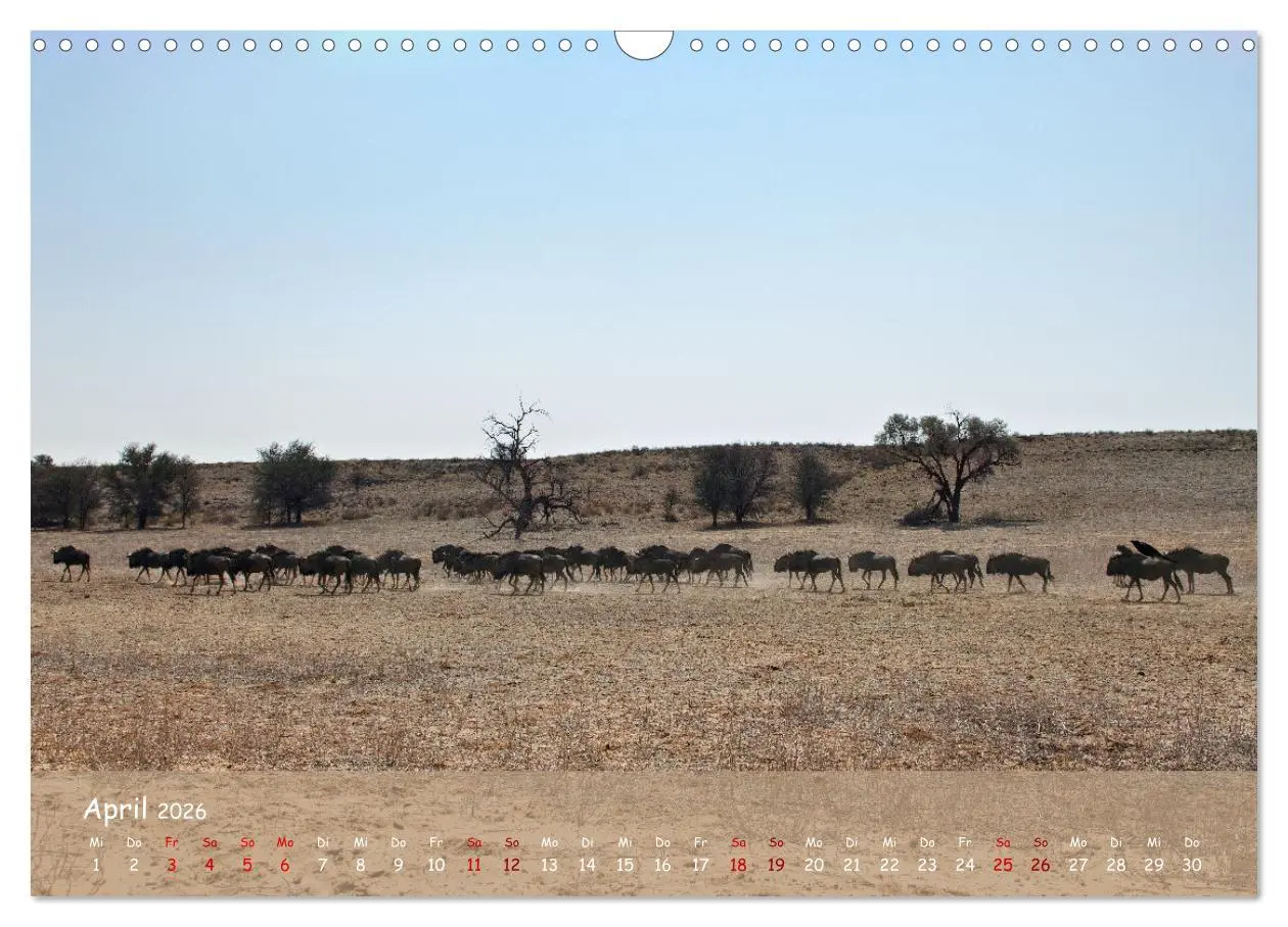 Bild: 9783457485033 | Kgalagadi - Fauna und Wildtiere in der Kalahari (Wandkalender 2026...