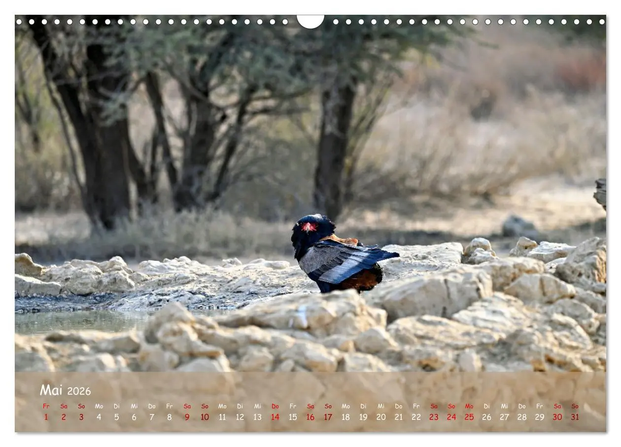 Bild: 9783457485033 | Kgalagadi - Fauna und Wildtiere in der Kalahari (Wandkalender 2026...