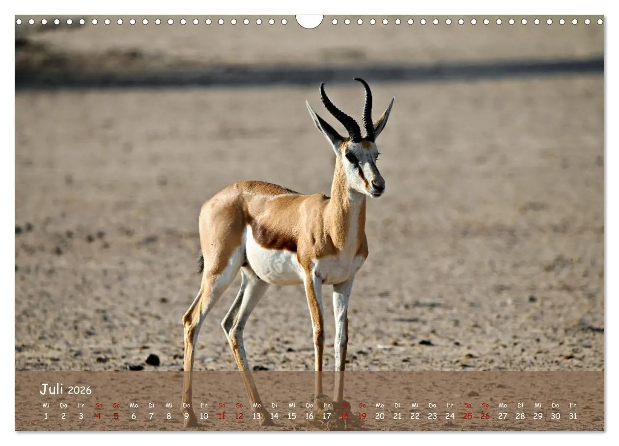 Bild: 9783457485033 | Kgalagadi - Fauna und Wildtiere in der Kalahari (Wandkalender 2026...