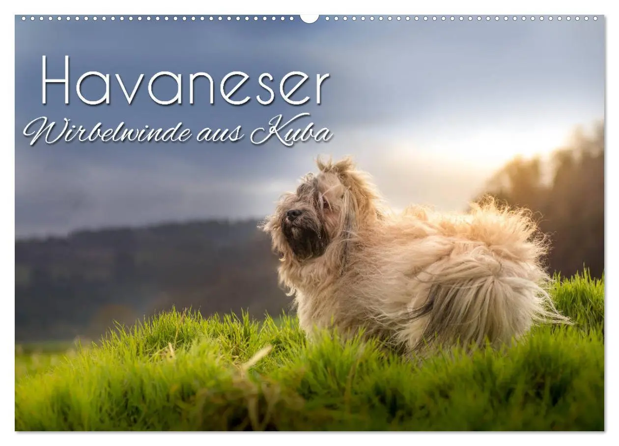 Cover: 9783457845233 | Havaneser - Wirbelwinde aus Kuba (Wandkalender 2026 DIN A2 quer),...