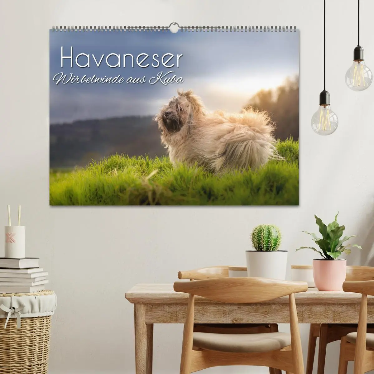 Bild: 9783457845233 | Havaneser - Wirbelwinde aus Kuba (Wandkalender 2026 DIN A2 quer),...