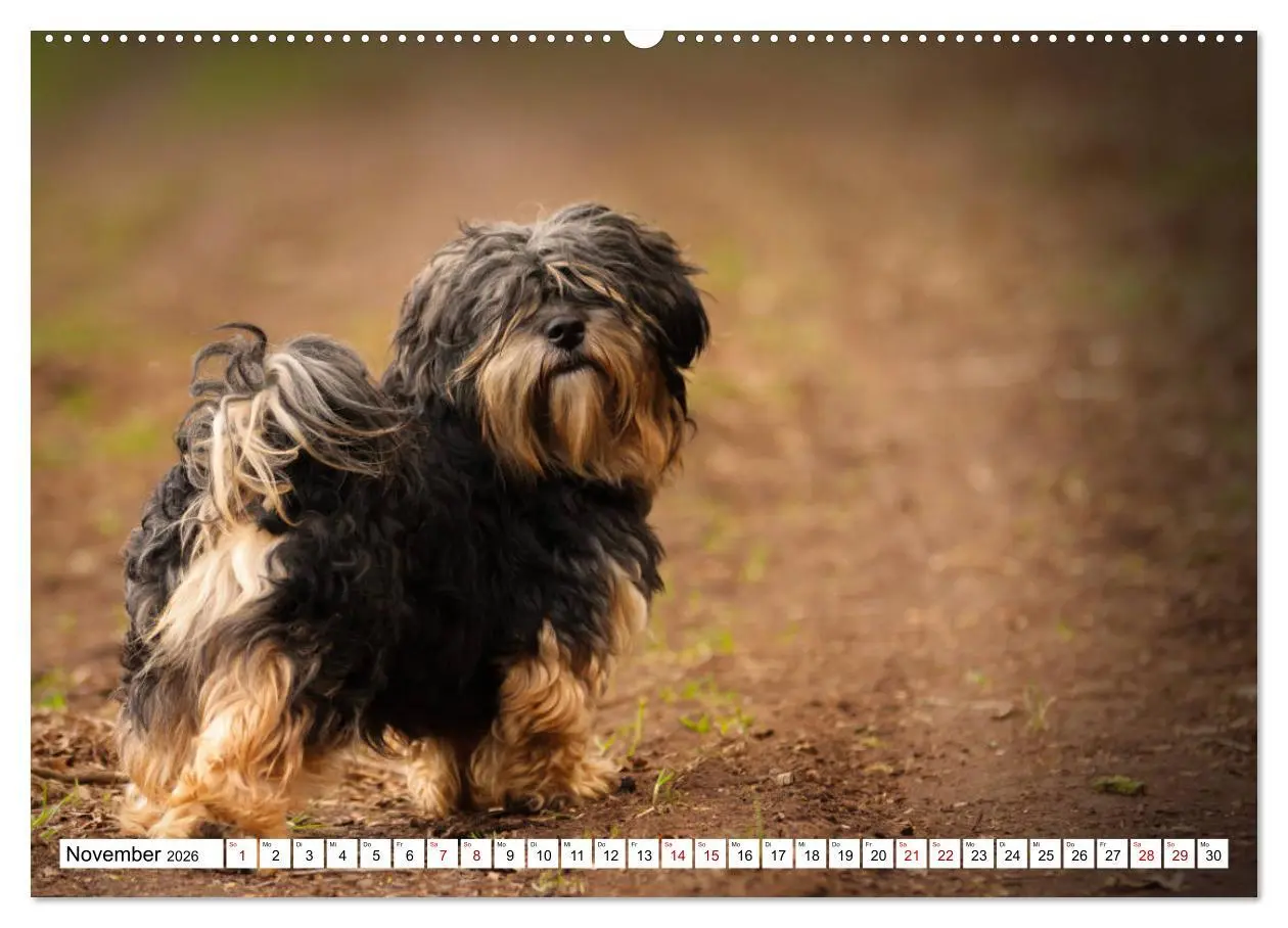 Bild: 9783457845233 | Havaneser - Wirbelwinde aus Kuba (Wandkalender 2026 DIN A2 quer),...