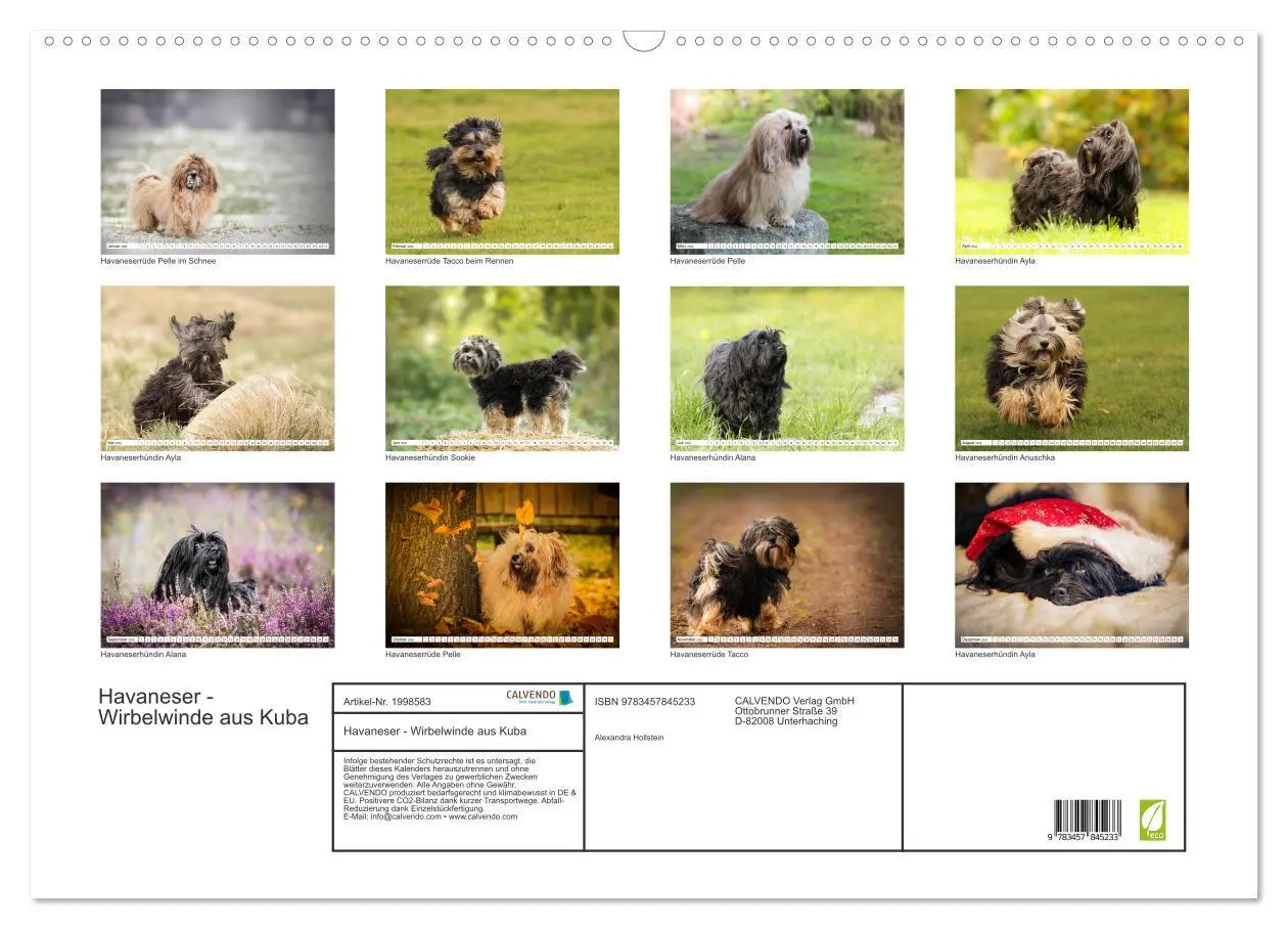 Bild: 9783457845233 | Havaneser - Wirbelwinde aus Kuba (Wandkalender 2026 DIN A2 quer),...