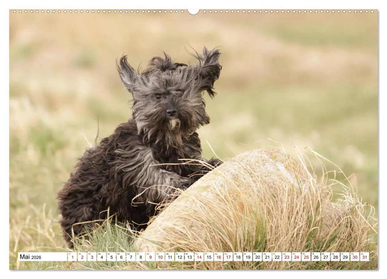 Bild: 9783457845233 | Havaneser - Wirbelwinde aus Kuba (Wandkalender 2026 DIN A2 quer),...