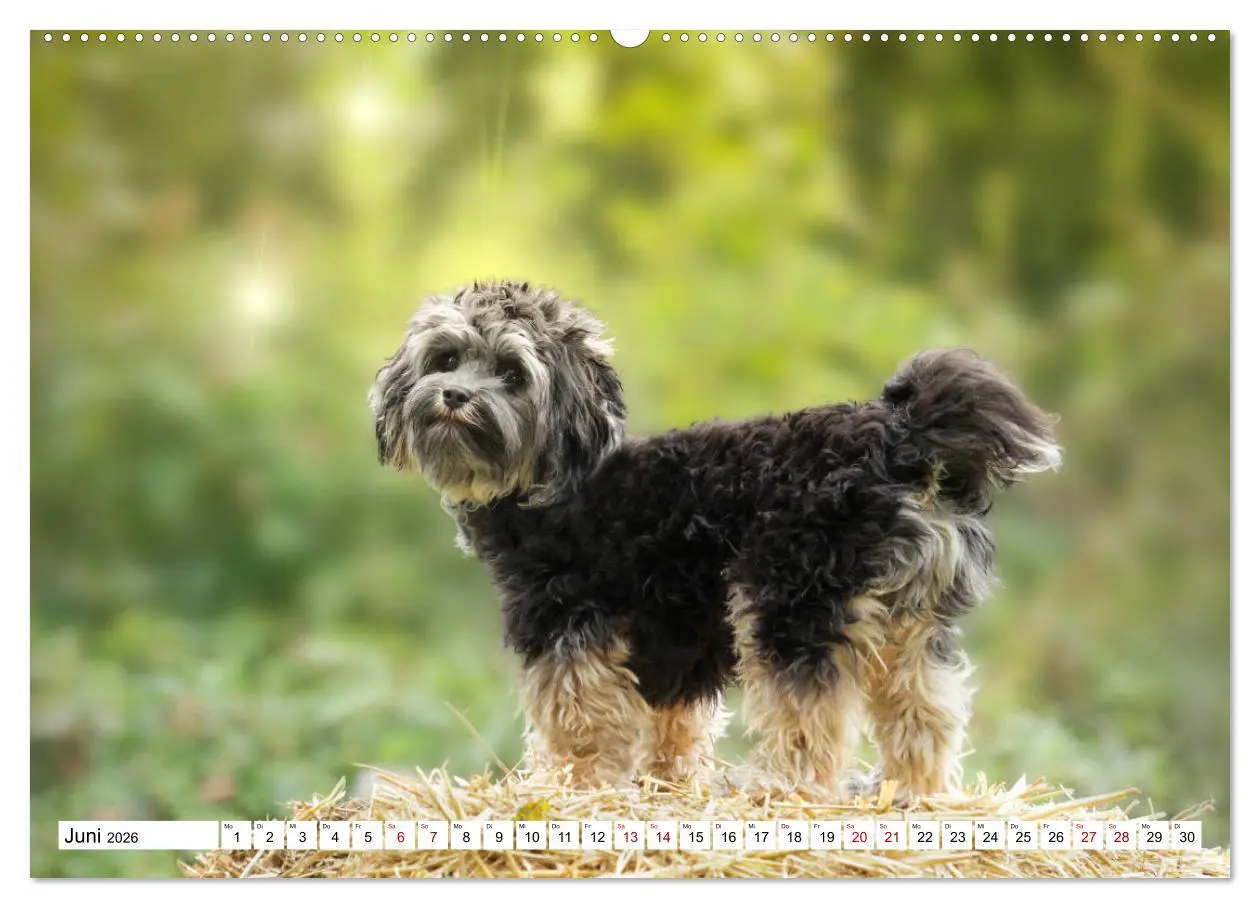 Bild: 9783457845233 | Havaneser - Wirbelwinde aus Kuba (Wandkalender 2026 DIN A2 quer),...