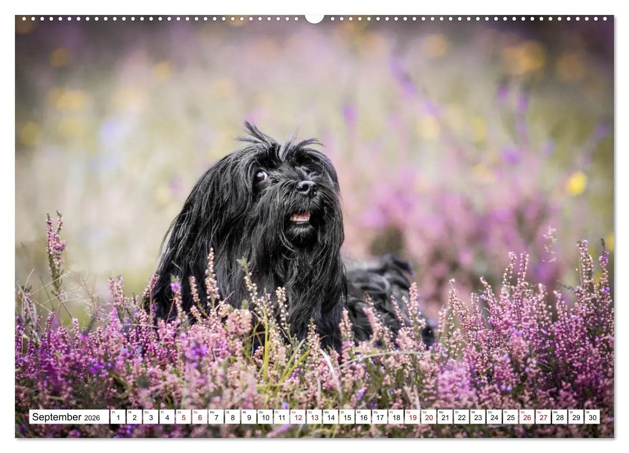 Bild: 9783457845233 | Havaneser - Wirbelwinde aus Kuba (Wandkalender 2026 DIN A2 quer),...