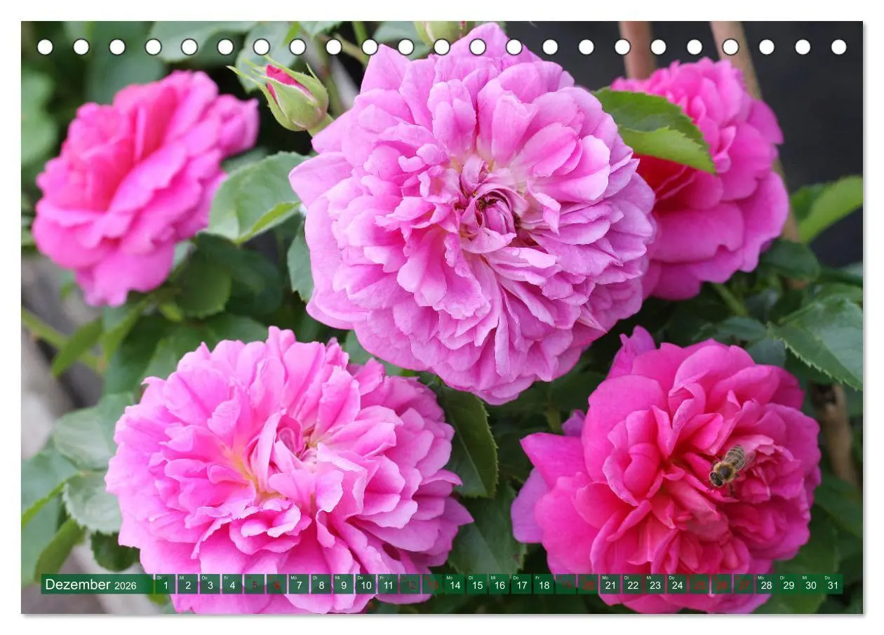 Bild: 9783457455333 | Liebenswerte Blüten (Tischkalender 2026 DIN A5 quer), CALVENDO...