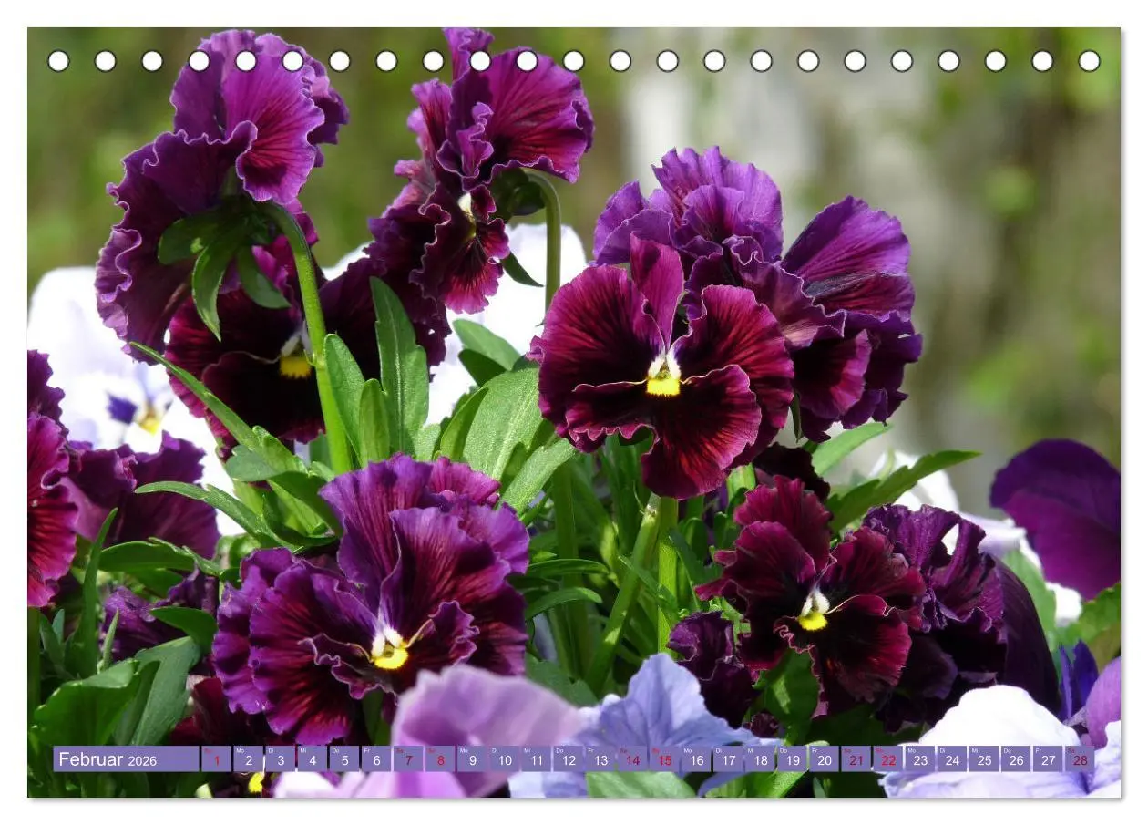 Bild: 9783457455333 | Liebenswerte Blüten (Tischkalender 2026 DIN A5 quer), CALVENDO...