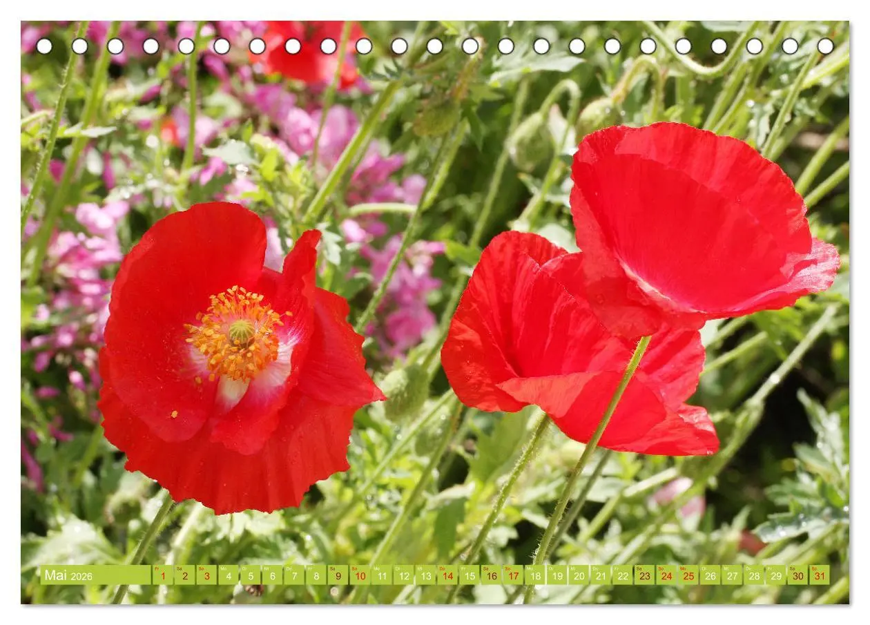 Bild: 9783457455333 | Liebenswerte Blüten (Tischkalender 2026 DIN A5 quer), CALVENDO...