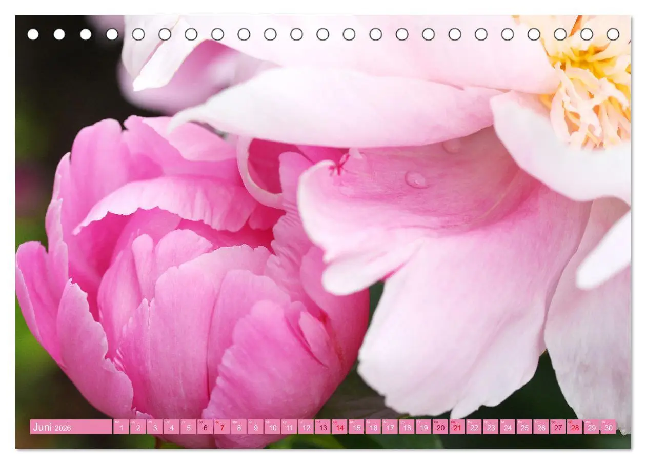Bild: 9783457455333 | Liebenswerte Blüten (Tischkalender 2026 DIN A5 quer), CALVENDO...