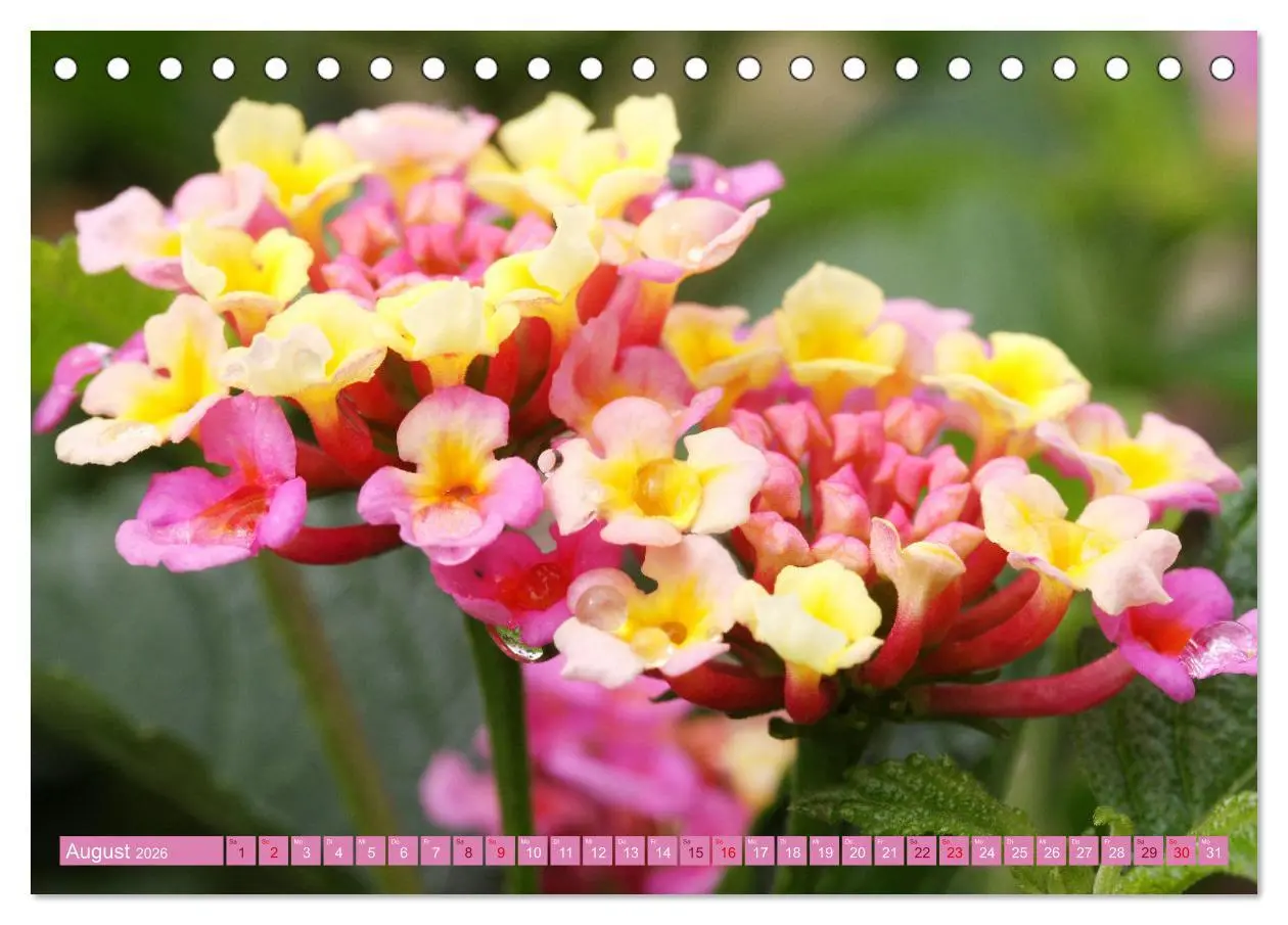 Bild: 9783457455333 | Liebenswerte Blüten (Tischkalender 2026 DIN A5 quer), CALVENDO...