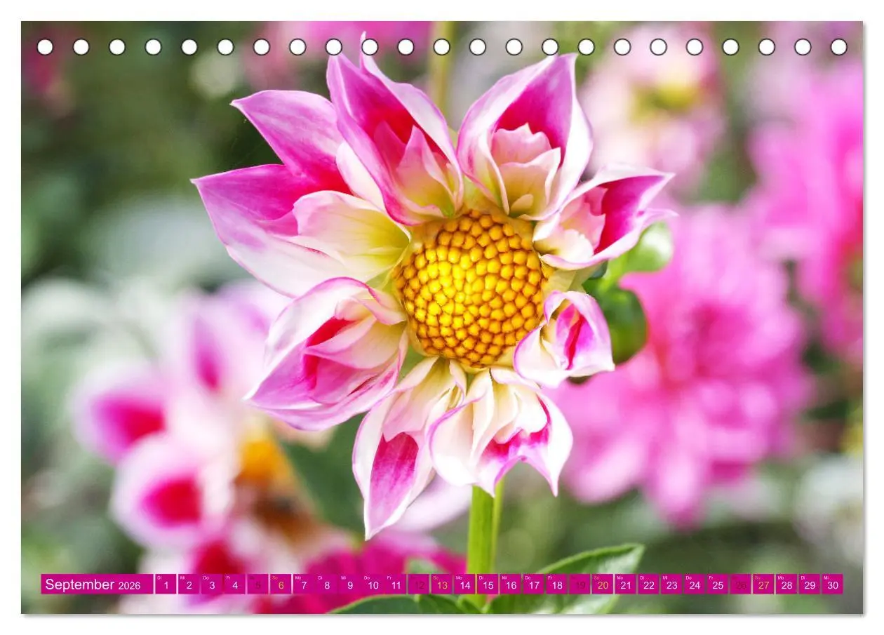 Bild: 9783457455333 | Liebenswerte Blüten (Tischkalender 2026 DIN A5 quer), CALVENDO...