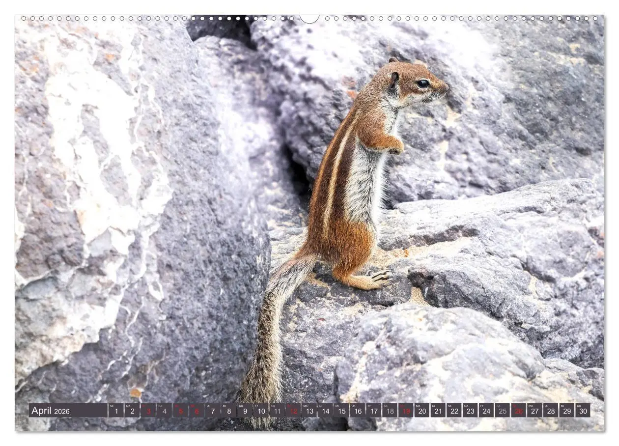 Bild: 9783457825433 | FUERTEVENTURA - Inselblick (Wandkalender 2026 DIN A2 quer),...