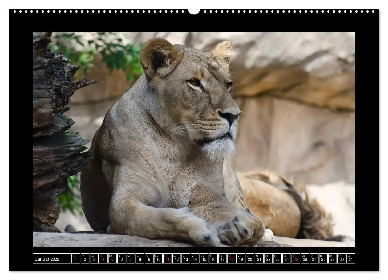 Bild: 9783516085433 | Dresdner Zootiere 2026 (hochwertiger Premium Wandkalender 2026 DIN...