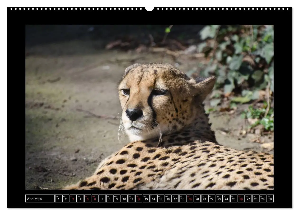 Bild: 9783516085433 | Dresdner Zootiere 2026 (hochwertiger Premium Wandkalender 2026 DIN...