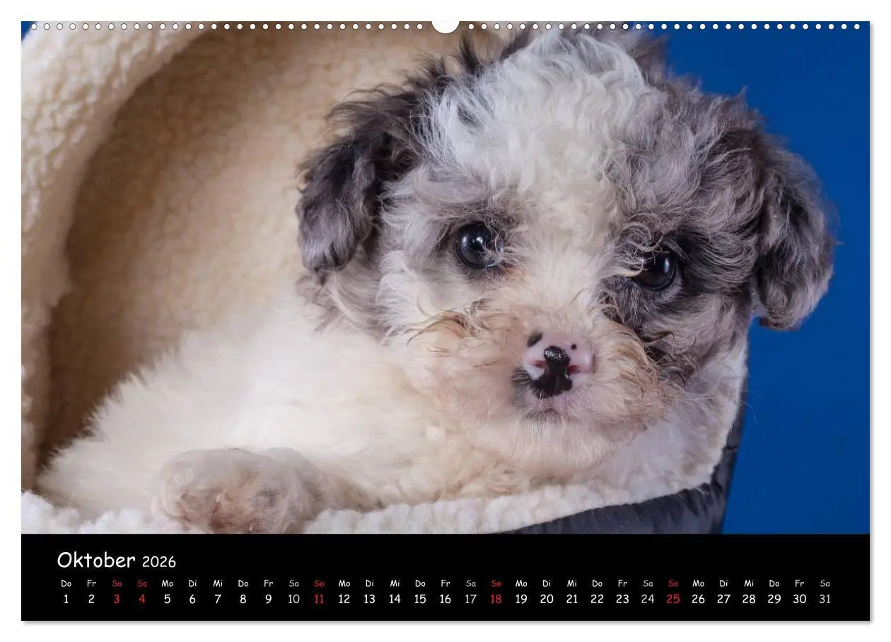 Bild: 9783516155433 | Bolonka Welpenstube (Wandkalender 2026 DIN A2 quer), CALVENDO...