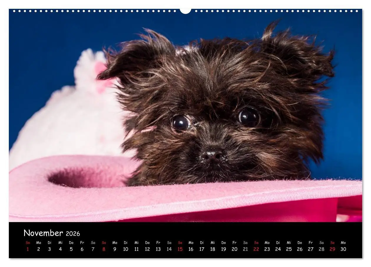 Bild: 9783516155433 | Bolonka Welpenstube (Wandkalender 2026 DIN A2 quer), CALVENDO...