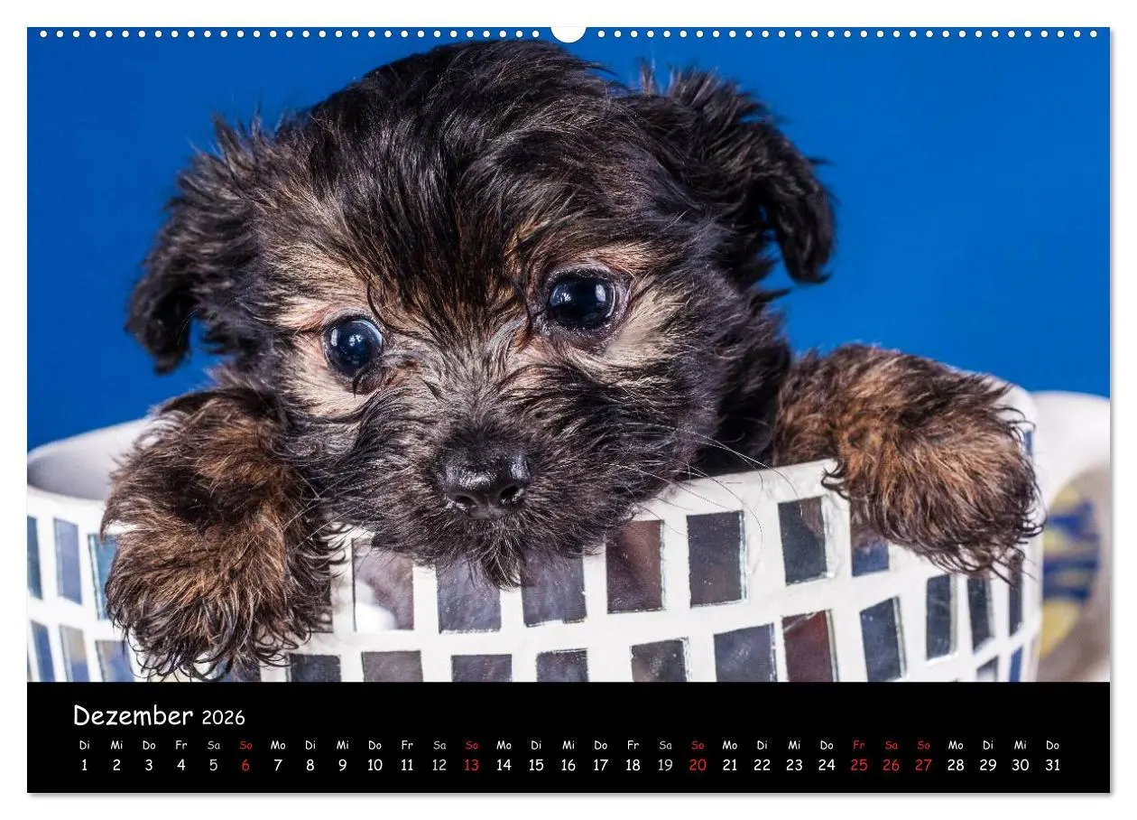 Bild: 9783516155433 | Bolonka Welpenstube (Wandkalender 2026 DIN A2 quer), CALVENDO...